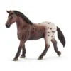 Appaloosa Stute