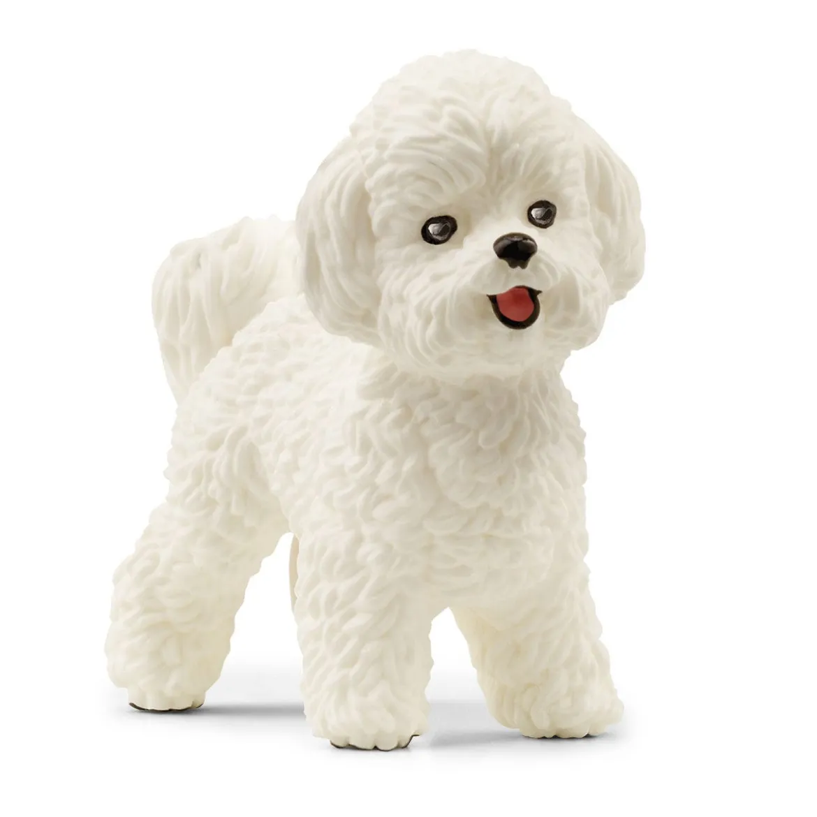 Bichon Frisé