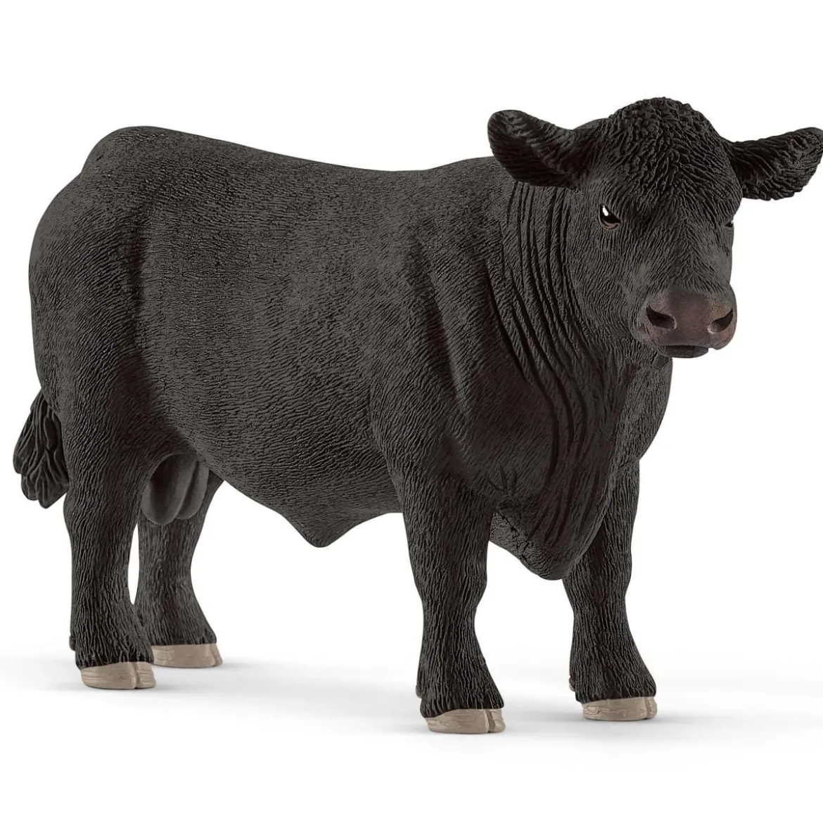 Black Angus Bulle