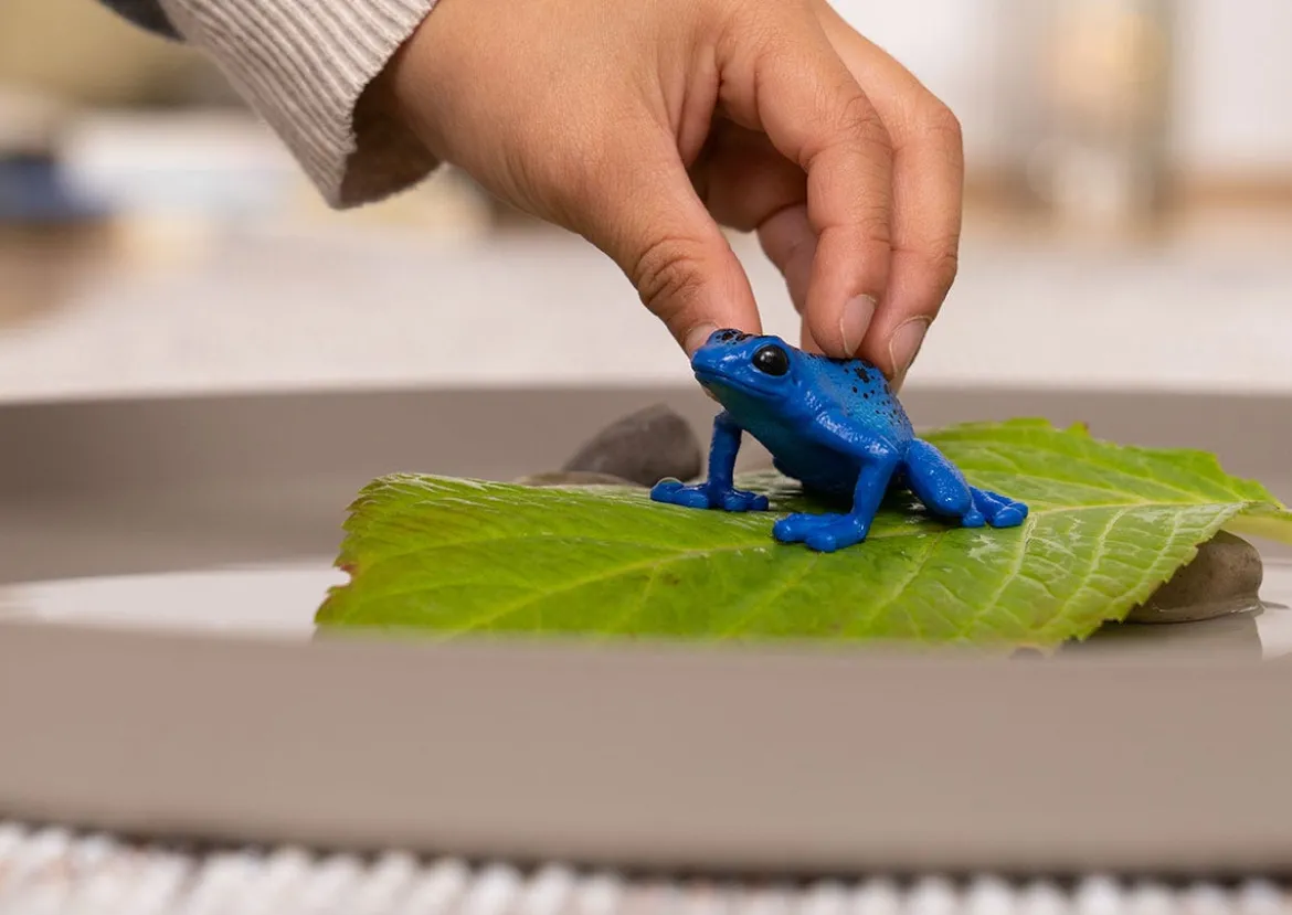 Blauer Pfeilgiftfrosch