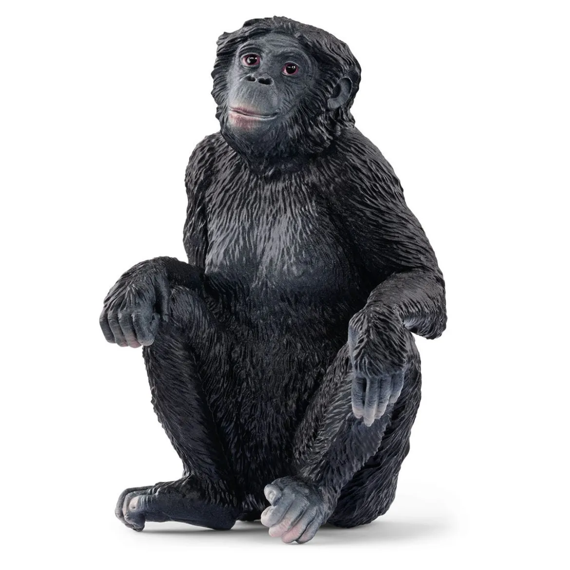 Bonobo Weibchen (bundle)