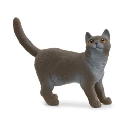 Britische Kurzhaar Katze