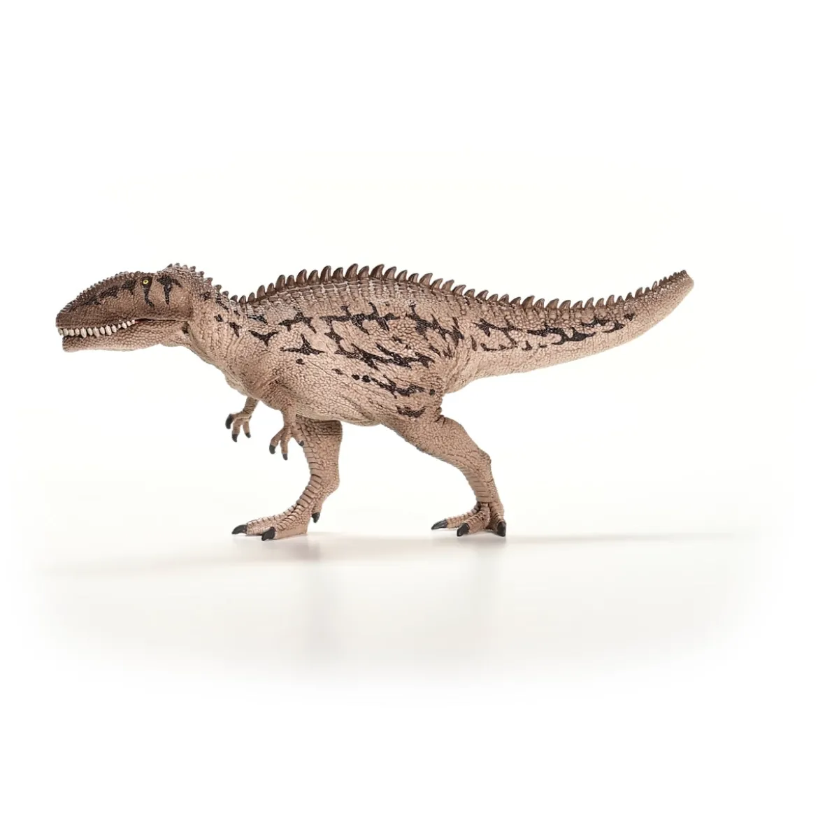 Carcharodontosaurus