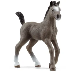Cheval de Selle Francais Fohlen