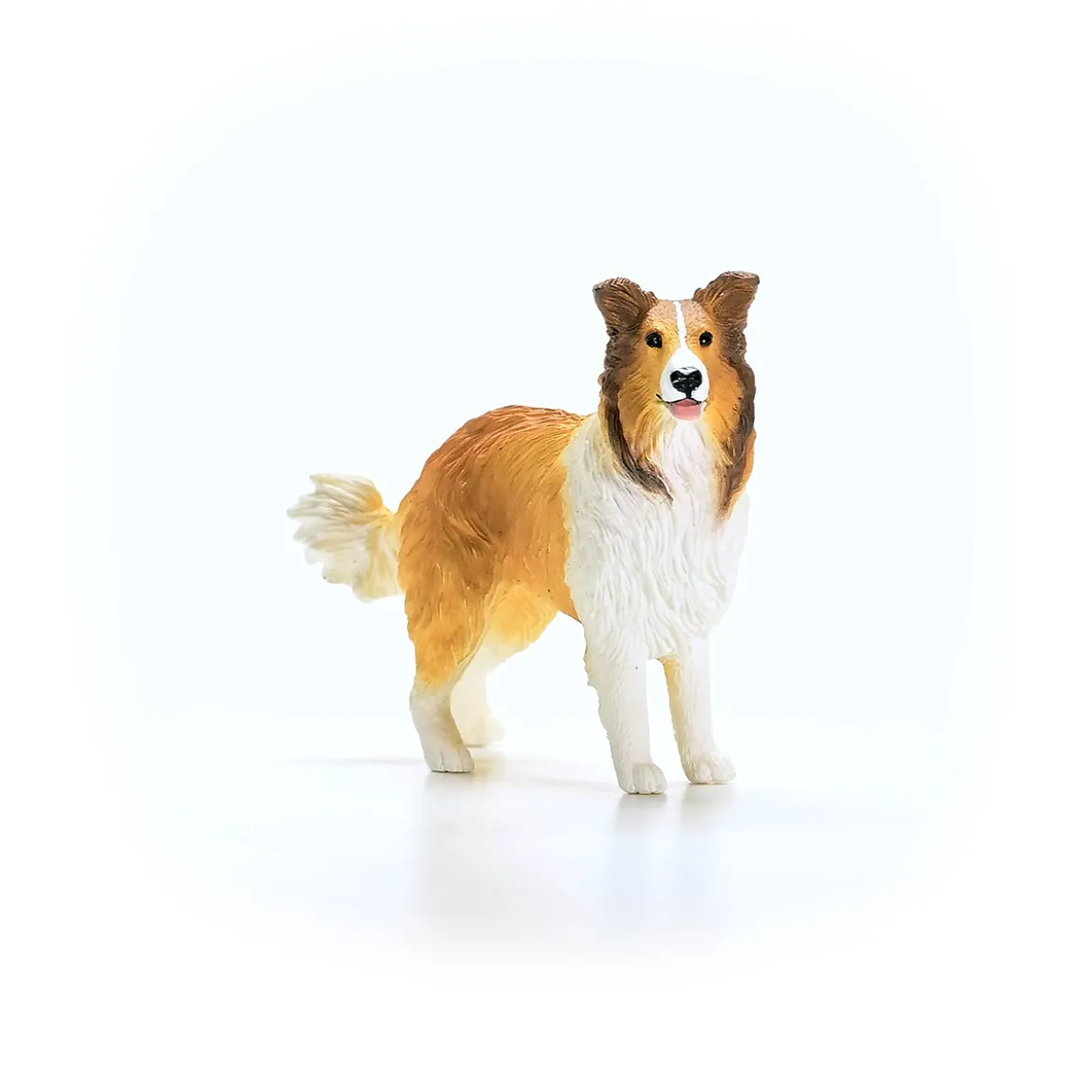 Collie