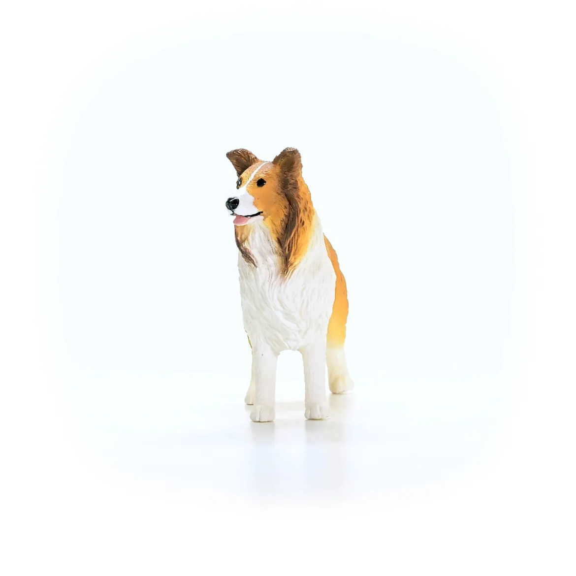 Collie