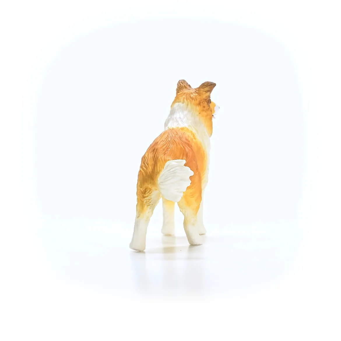 Collie