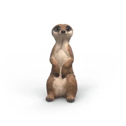 Erdmännchen