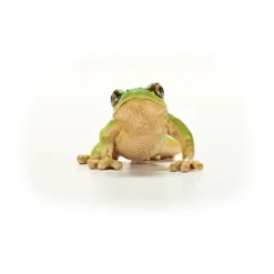 Europäischer Laubfrosch