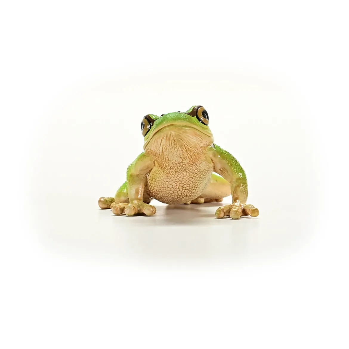 Europäischer Laubfrosch