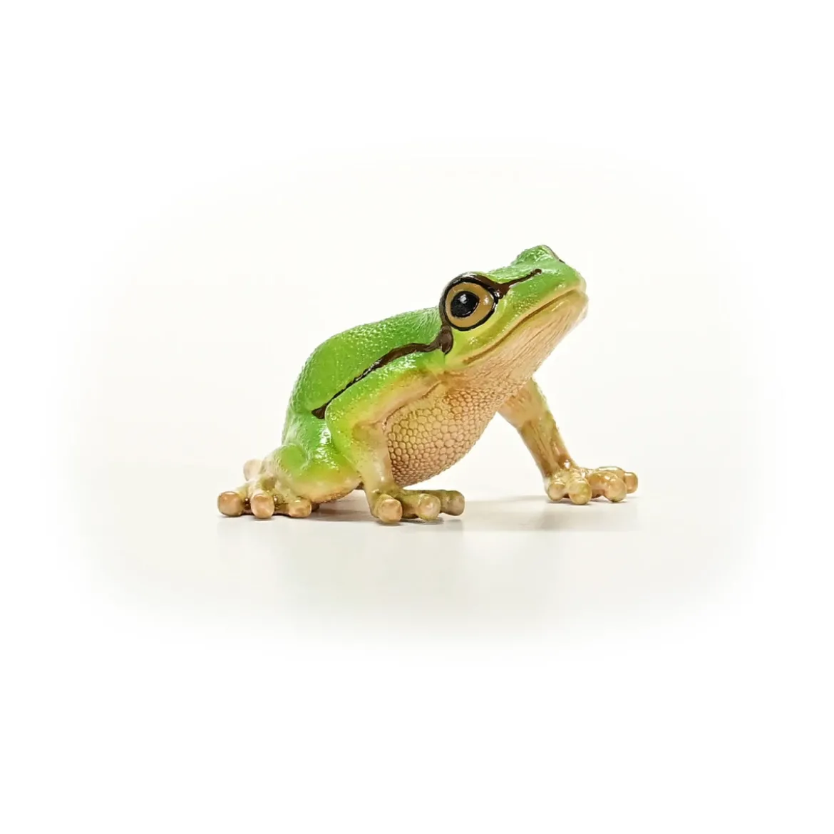 Europäischer Laubfrosch