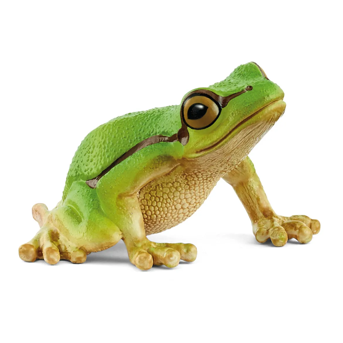 Europäischer Laubfrosch