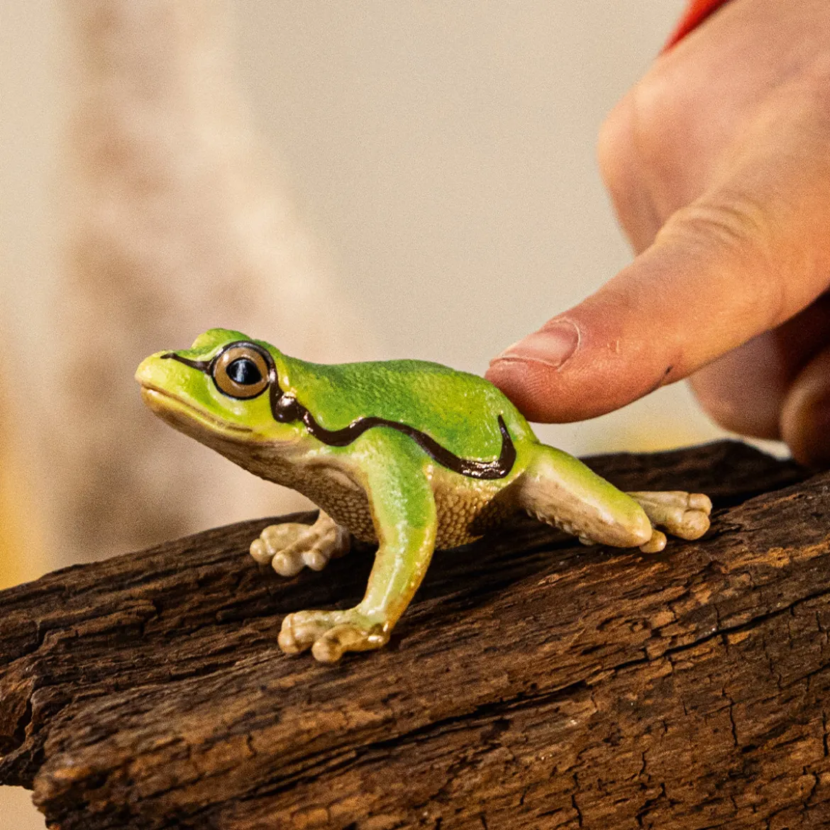 Europäischer Laubfrosch
