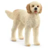 Goldendoodle
