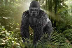 Gorilla Männchen