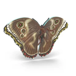 Insekten Entdecker Set