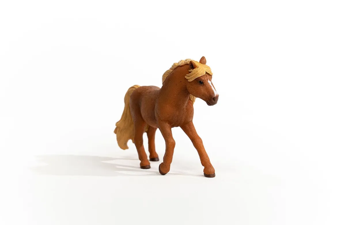 Island Pony Hengst