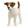 Jack Russel Terrier