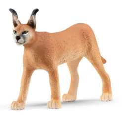 Karakal Weibchen