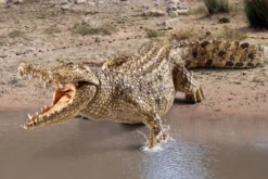 Krokodil
