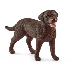 Labrador Retriever Hündin