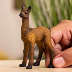 Lama Fohlen