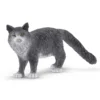 Maine-Coon-Katze