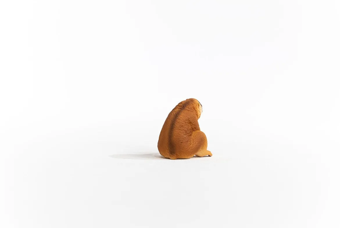 Plumplori