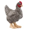 Plymouth Rock Huhn