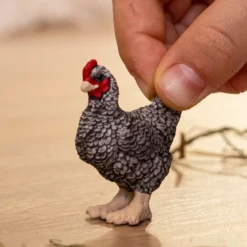 Plymouth Rock Huhn