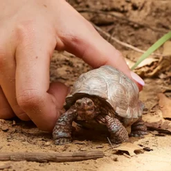 Riesenschildkröte