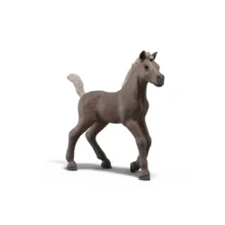 Sammelfohlen Darcy