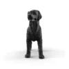 Schwarze Labrador Retriever Hündin