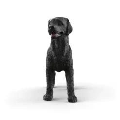 Schwarze Labrador Retriever Hündin