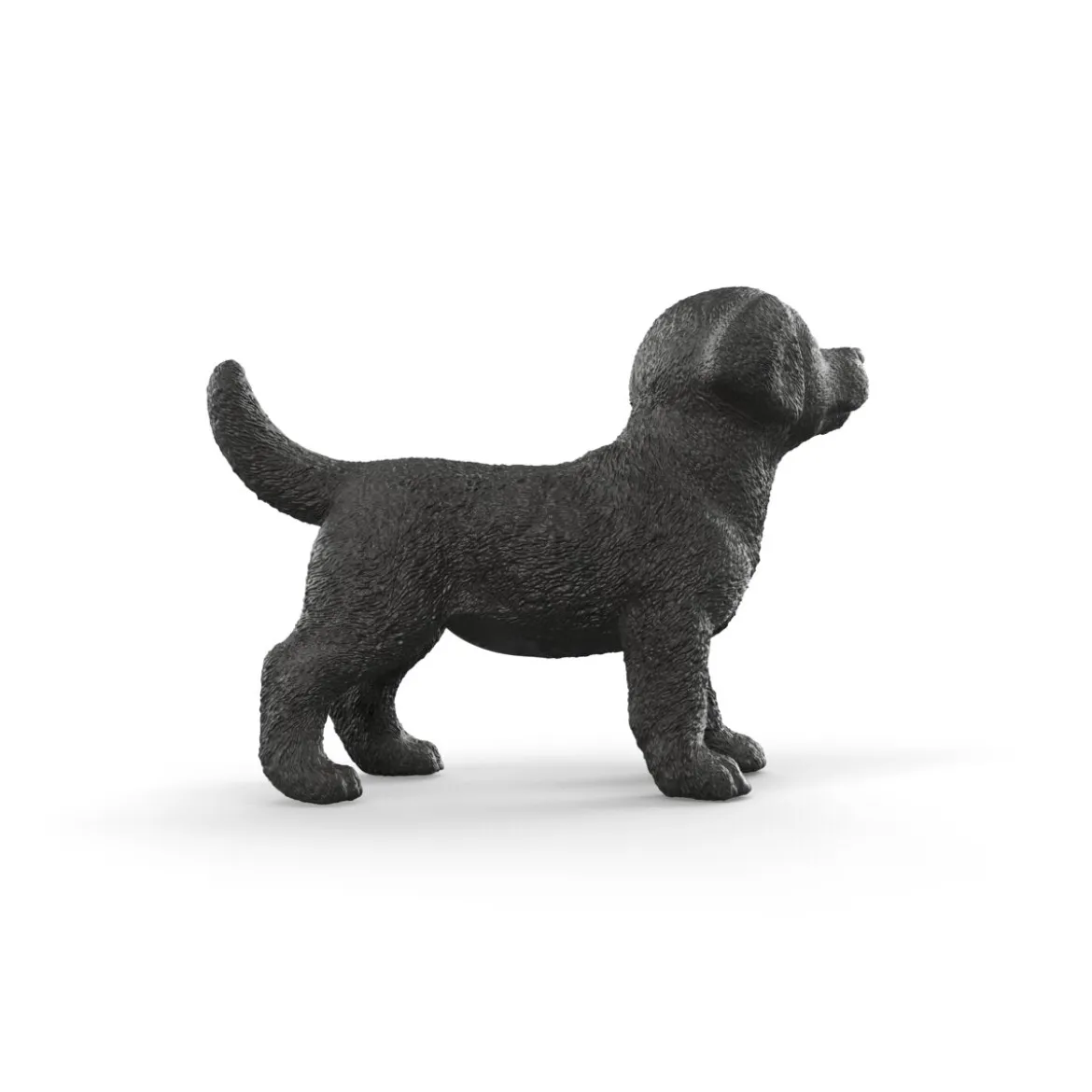 Schwarzer Labrador Retriever Welpe