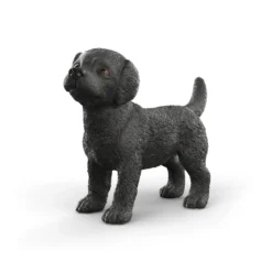 Schwarzer Labrador Retriever Welpe
