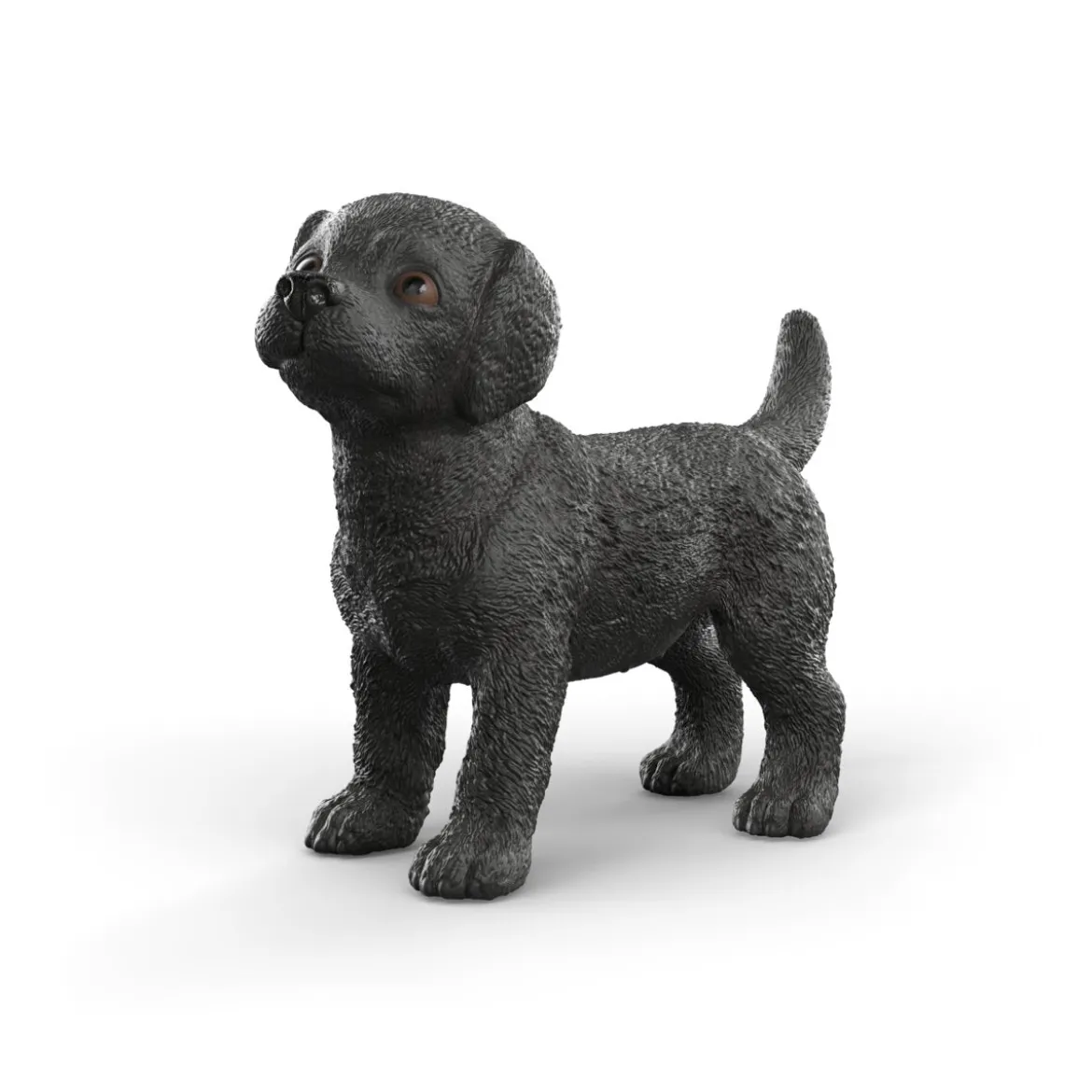 Schwarzer Labrador Retriever Welpe