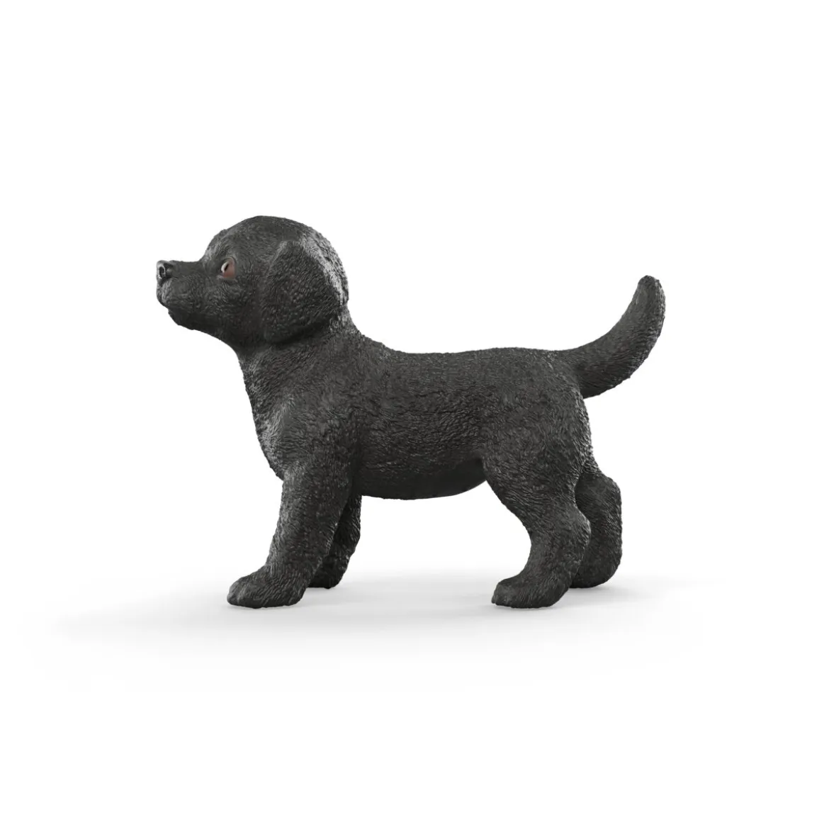 Schwarzer Labrador Retriever Welpe