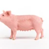 Schwein