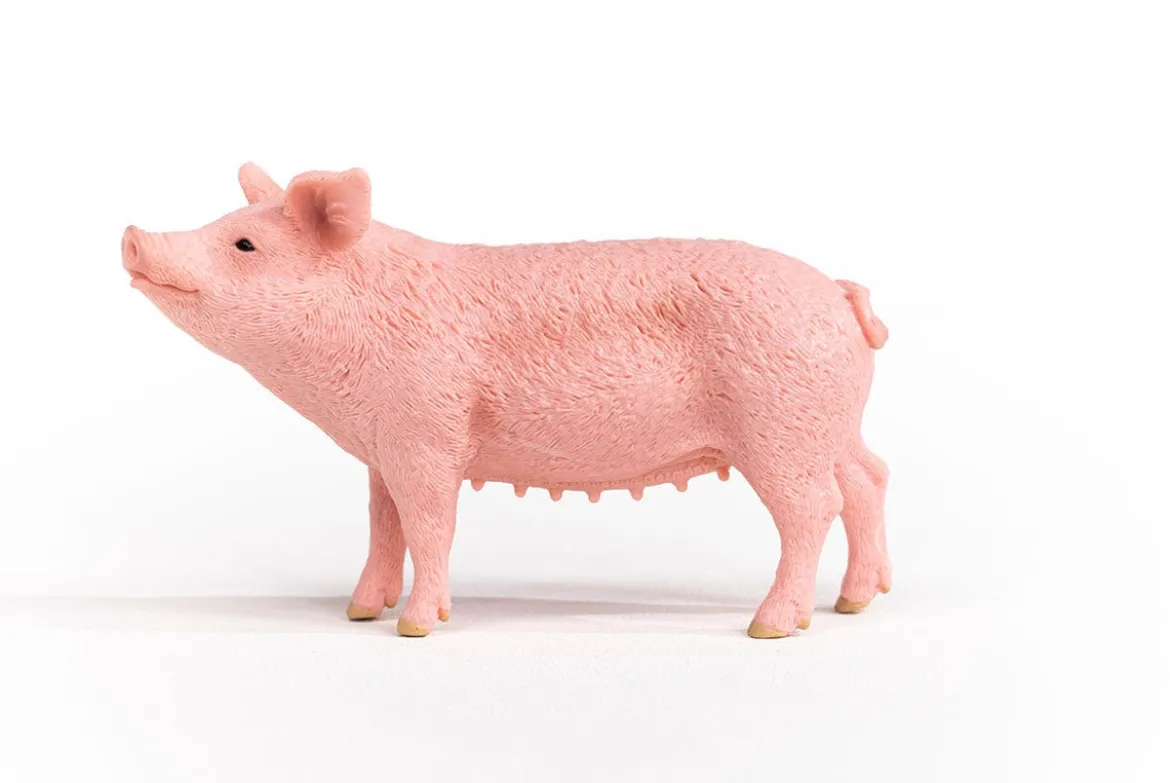 Schwein