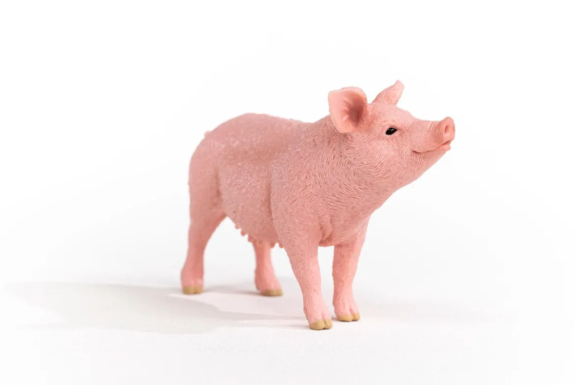 Schwein