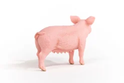 Schwein