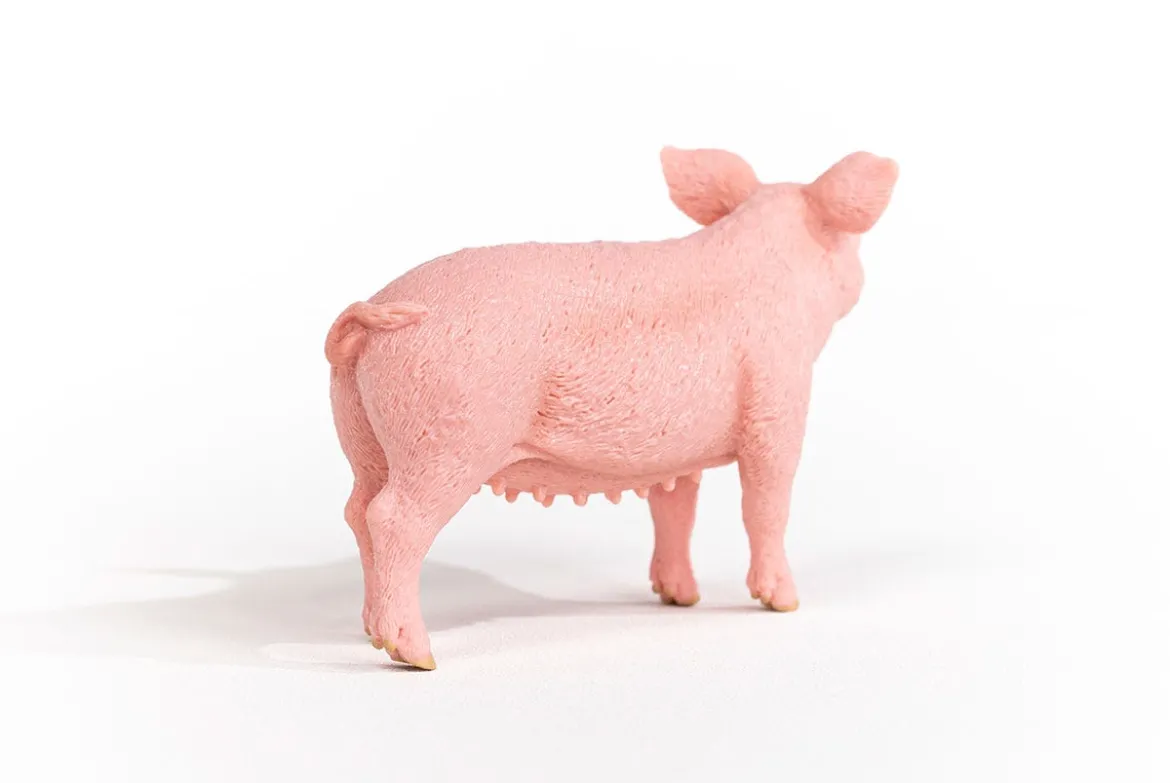 Schwein