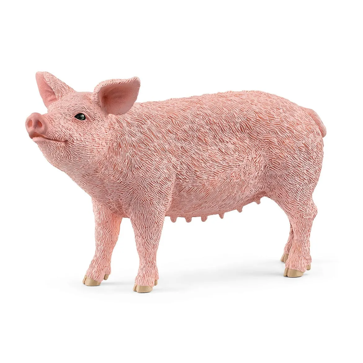 Schwein