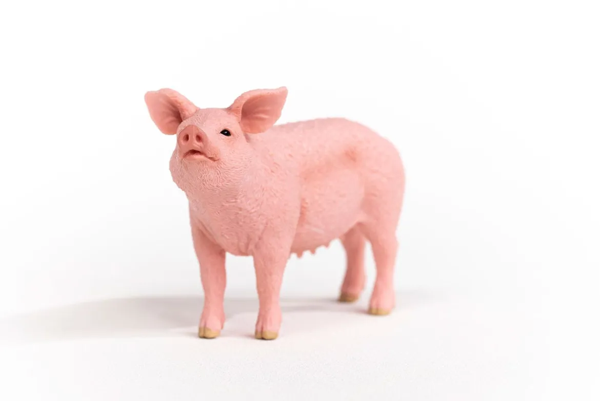 Schwein