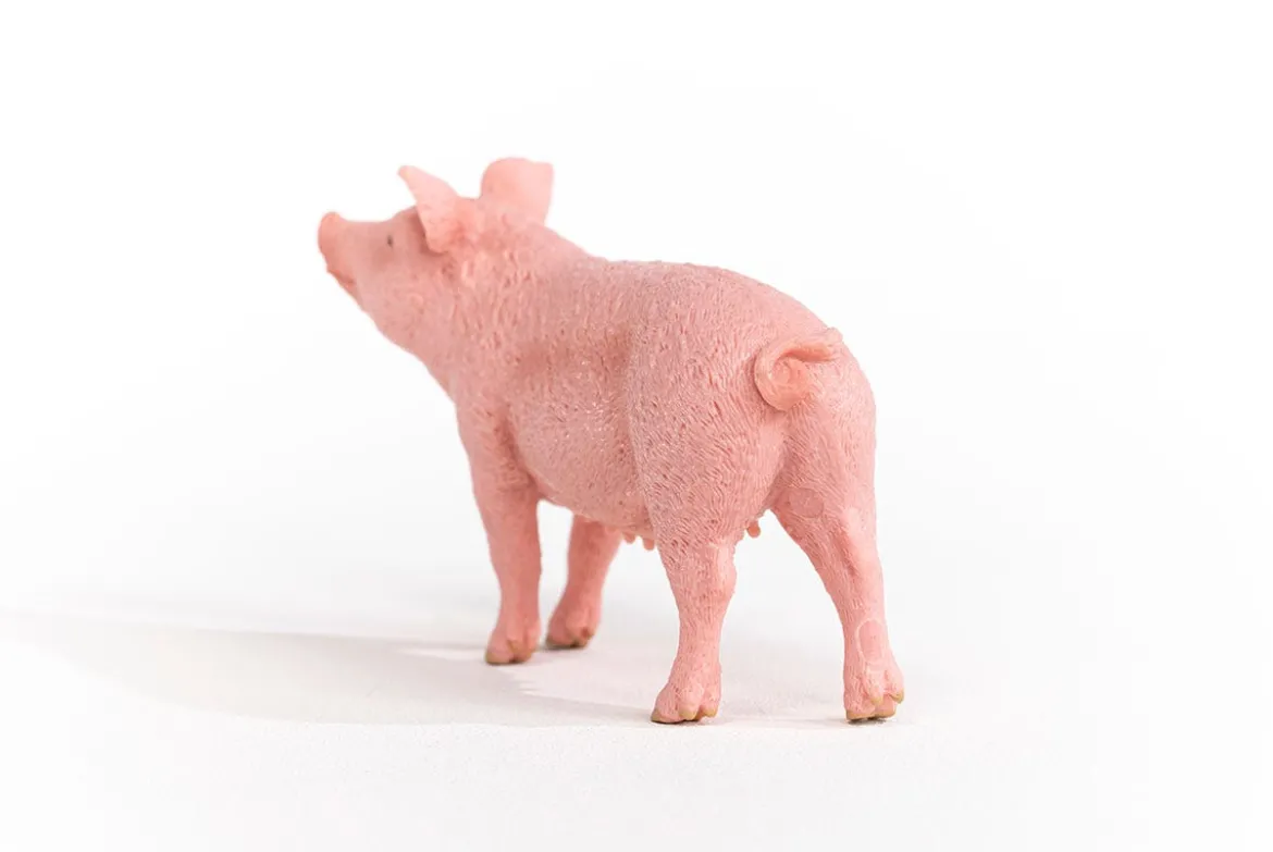 Schwein
