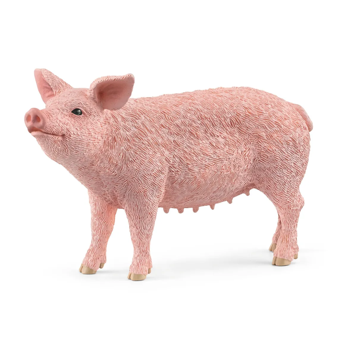 Schwein (Bundle)