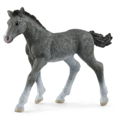 Trakehner Fohlen
