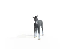 Trakehner Fohlen
