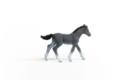 Trakehner Fohlen